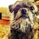 Illustration for article titled TEAM DOG: May I Have Your Attention Please.
